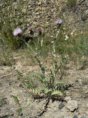 wavyleaf thistle