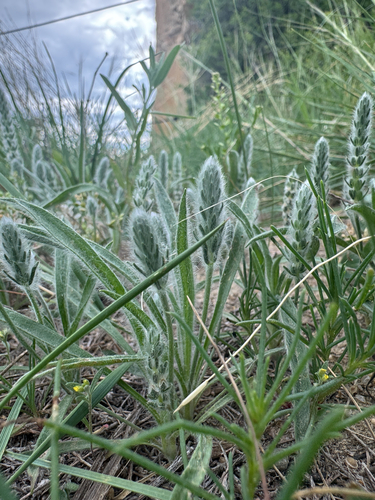 Woolly Plantain