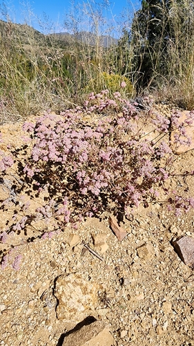 Abert's buckwheat