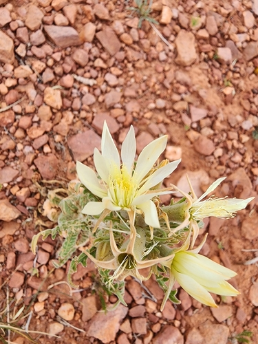 Adonis Blazingstar