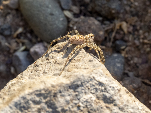 Selenops actophilus
