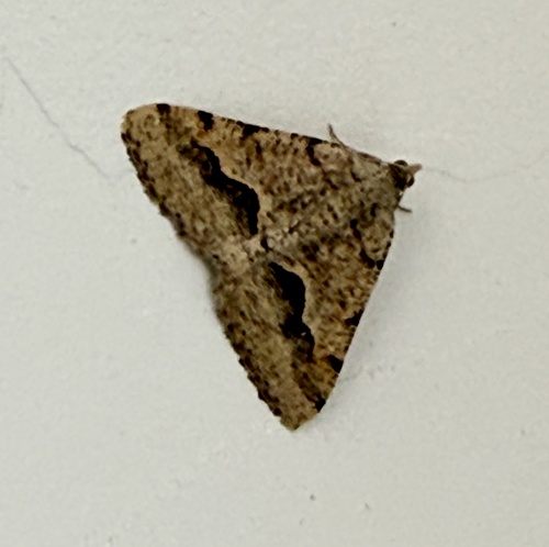 Mesquite Looper Moth