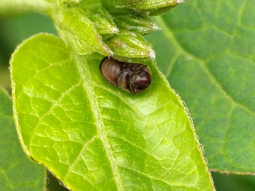 Tricorynus