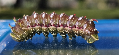honey masquite moth caterpiller