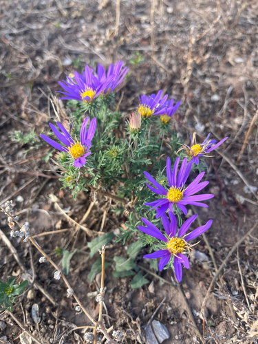 Tahoka daisy