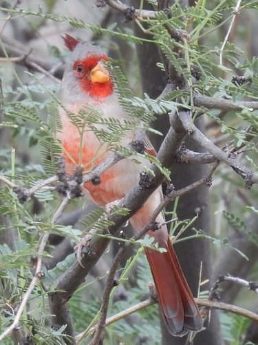 Pyrrhuloxia