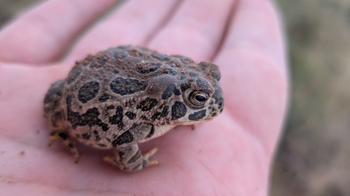 Great Plains Toad