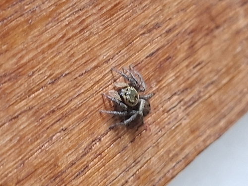 Adanson's House Jumper