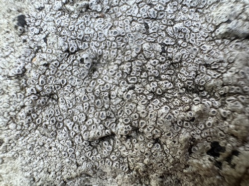 Chiseled Sunken Disk Lichen