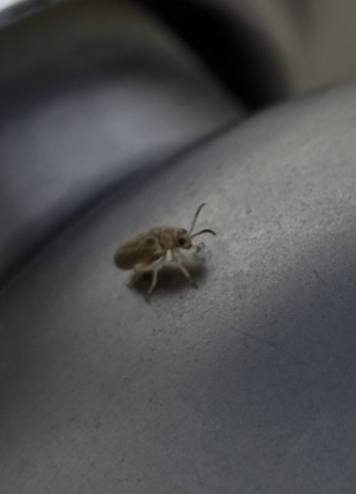 Monoxia obesula