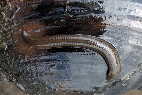 Erpobdella punctata