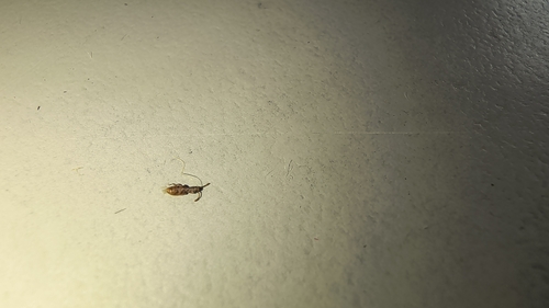 Cryptolestes