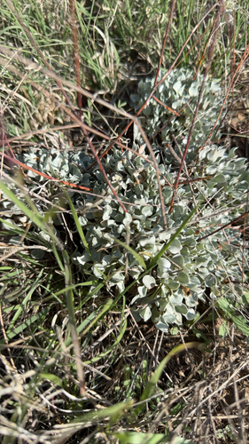 Tall Buckwheat