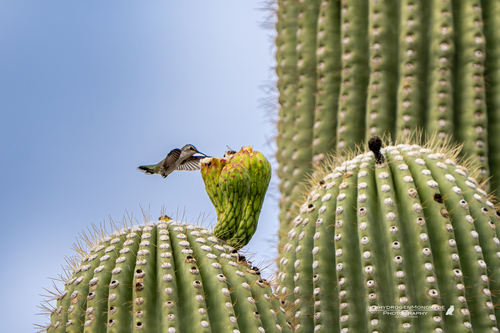 Black-chinned Hummingbird