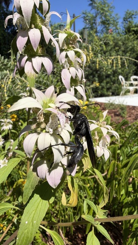 Great Black Digger Wasp