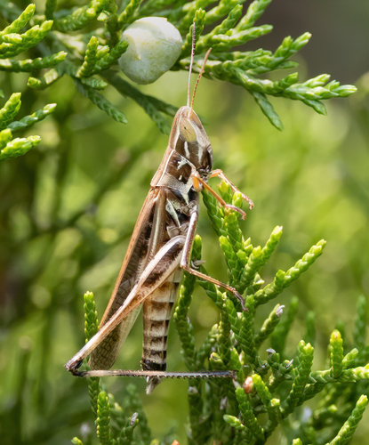 Admirable Grasshopper