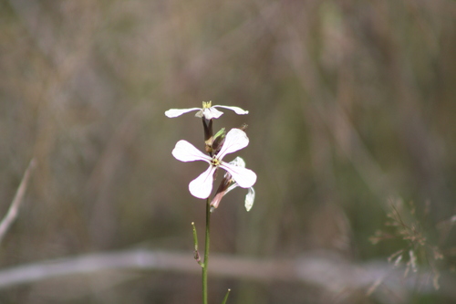 Rucola Silvestre