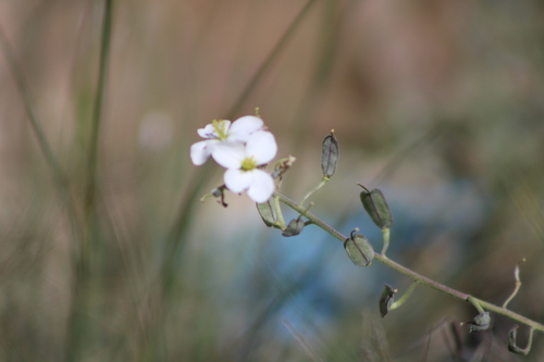 Mostacilla Bicolor