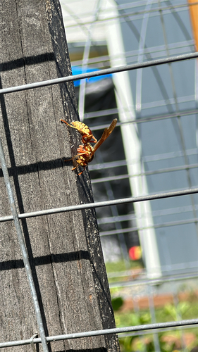Apache Paper Wasp