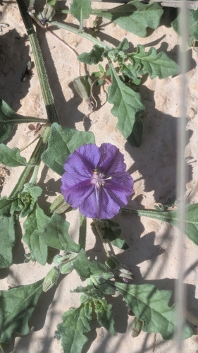 purple groundcherry
