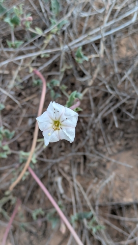 angel trumpets