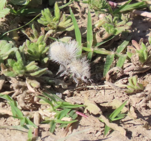 Dasymutilla gloriosa