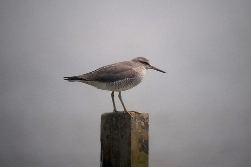 Grey-tailed Tattler