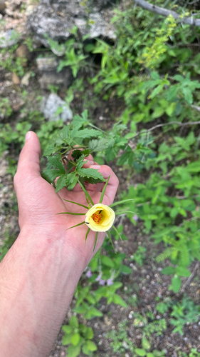 desert rosemallow