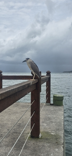 Black-crowned Night Heron