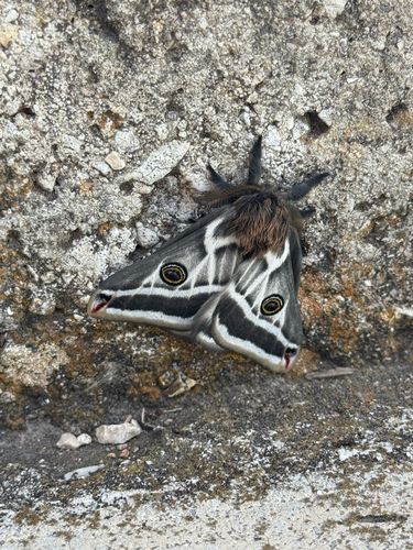 Chihuahuan Agapema