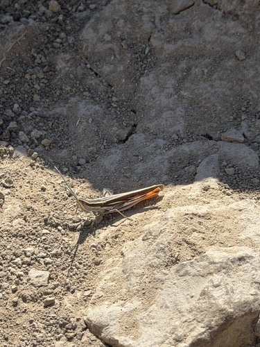 Texas Mermiria