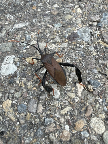 Giant Agave Bug