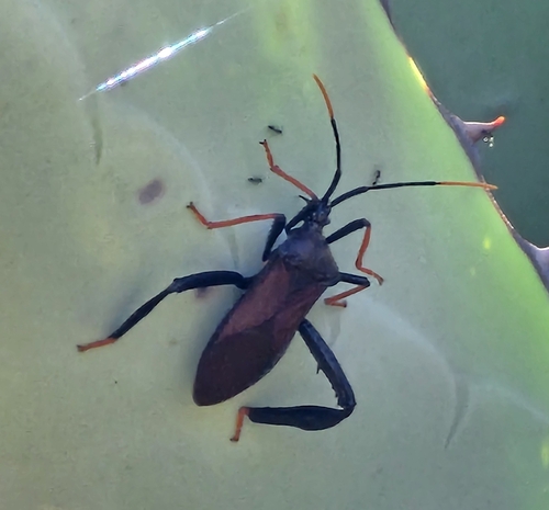 Giant Agave Bug