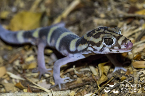 Colima Banded Gecko