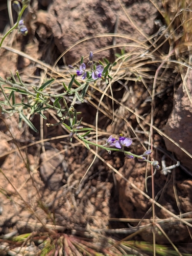 Blue Milkwort