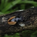 Odontolabis mouhotii mouhotii - Photo (c) Katanyou, όλα τα δικαιώματα διατηρούνται, uploaded by Katanyou