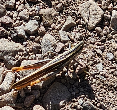 Texas Mermiria