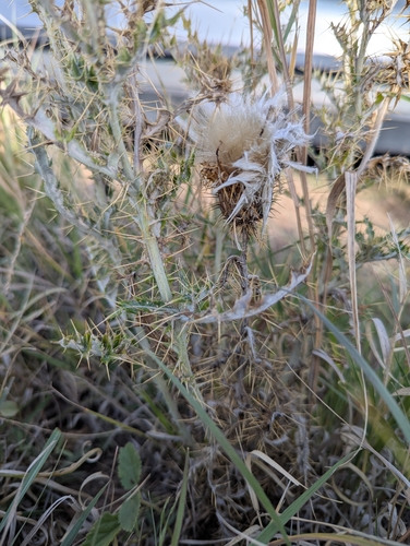 yellowspine thistle