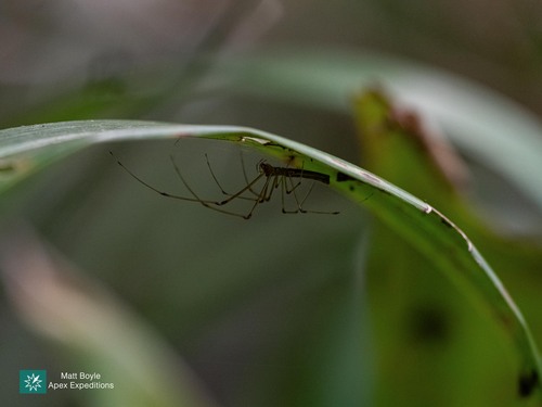 Silver Long-jawed Orbweaver