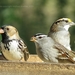 Zonotrichia Sparrows - Photo (c) Michael Dawber, all rights reserved, uploaded by Michael Dawber