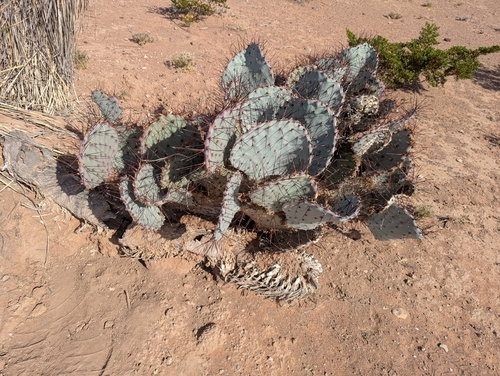Black-spined Pricklypear
