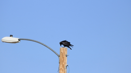 Chihuahuan Raven
