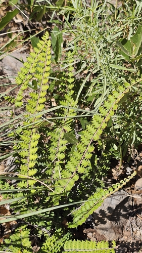 wavy scale cloakfern