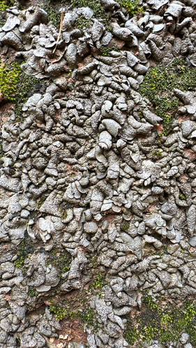 Leather Lichen