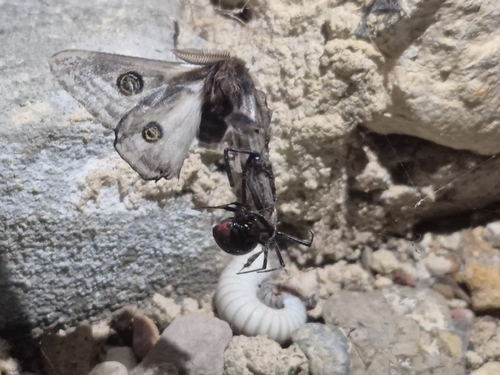 Chihuahuan Agapema