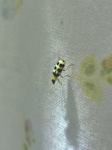 Checkered Melon Beetle