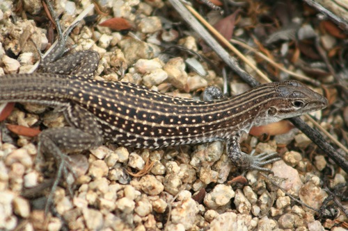 Chihuahuan Spotted Whiptail