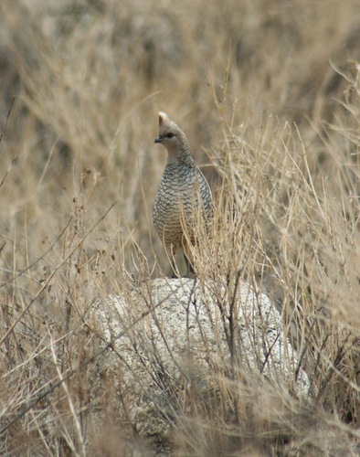 Scaled Quail