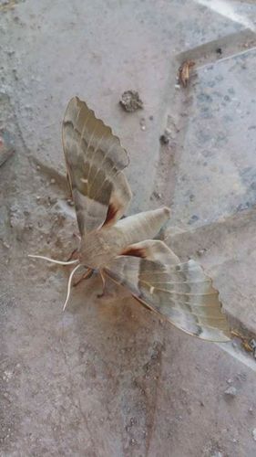 Maghreb Poplar Hawkmoth