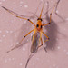 Aedes bimaculatus - Photo (c) DinGo OcTavious, all rights reserved, uploaded by DinGo OcTavious
